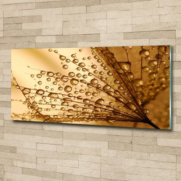 Bild auf glas Löwenzahnsamen