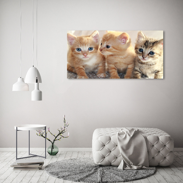 Foto glasbild Kleine Katzen