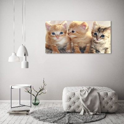 Foto glasbild Kleine Katzen