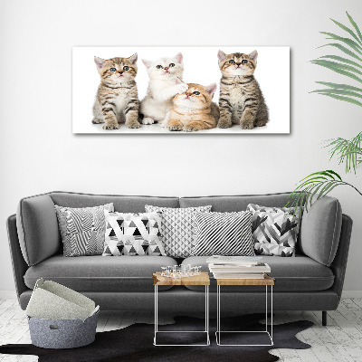 Foto glasbild Kleine Katzen