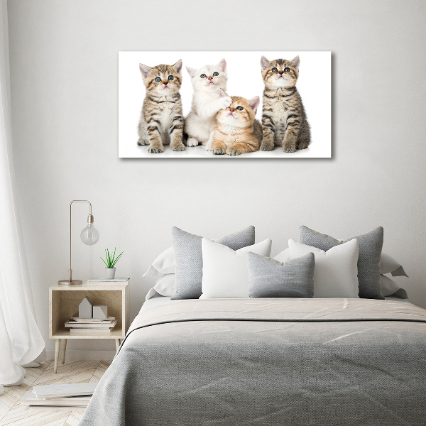 Foto glasbild Kleine Katzen