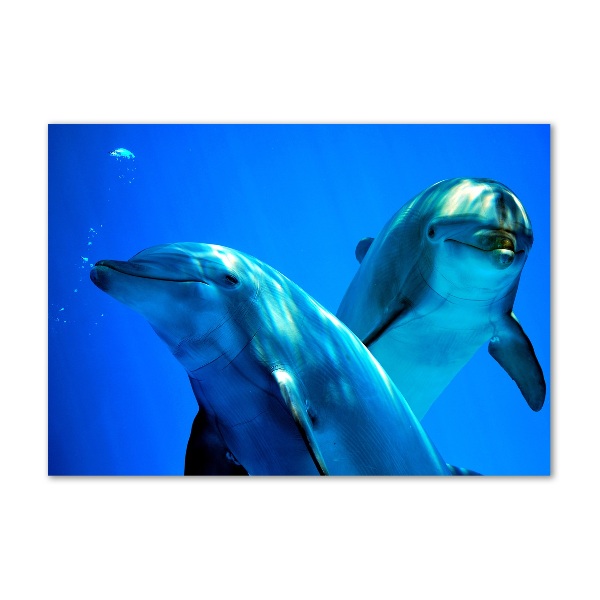 Glasbild Zwei Delfine