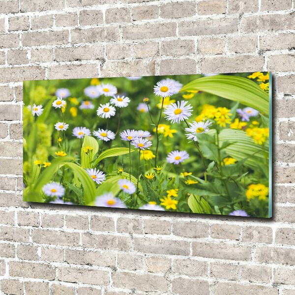 Glasbild Gänseblümchen