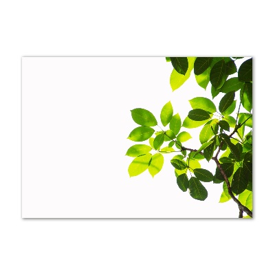 Foto glasbild Blätter