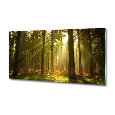 Glasbild Wald in der Sonne