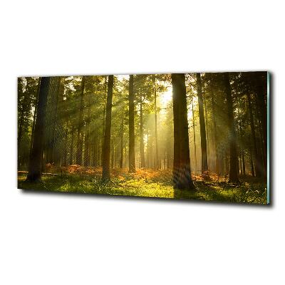 Glasbild Wald in der Sonne