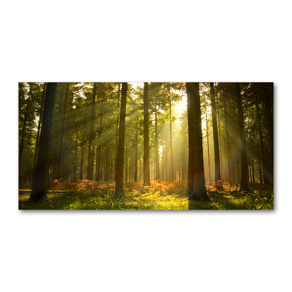 Glasbild Wald in der Sonne