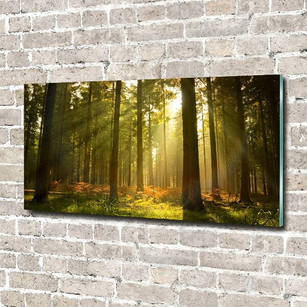 Glasbild Wald in der Sonne
