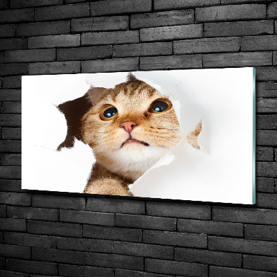Glasbild Katze im Loch