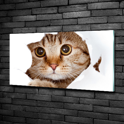 Bild auf glas Katze