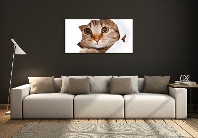 Bild auf glas Katze