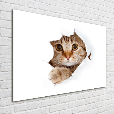 Bild auf glas Katze