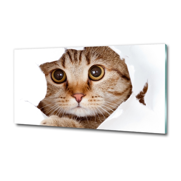 Bild auf glas Katze