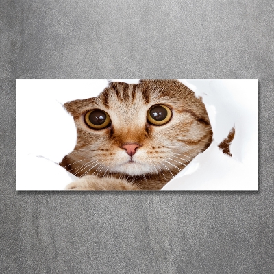 Bild auf glas Katze