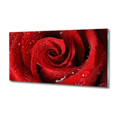 Glasbild Tropfen auf einer Rose