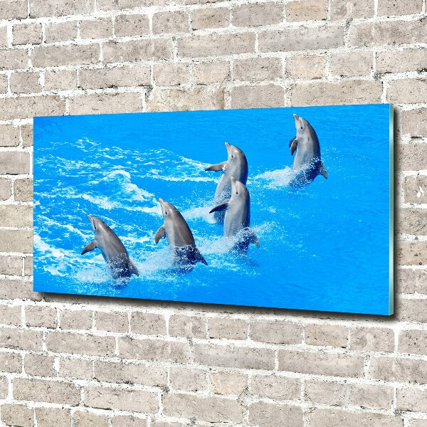 Glasbild Delfine