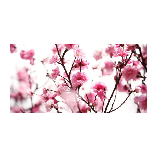 Glasbild Pflaumenblüte