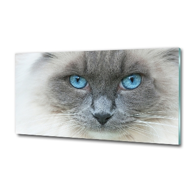 Foto glasbild blauäugige Katze