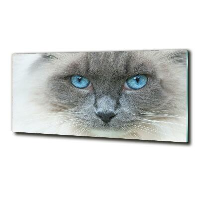 Foto glasbild blauäugige Katze