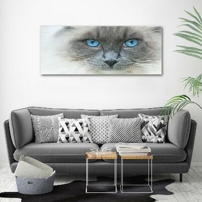 Foto glasbild blauäugige Katze