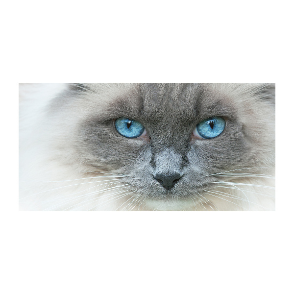 Foto glasbild blauäugige Katze
