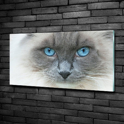 Foto glasbild blauäugige Katze