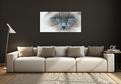 Foto glasbild blauäugige Katze
