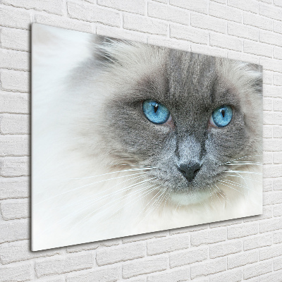 Foto glasbild blauäugige Katze