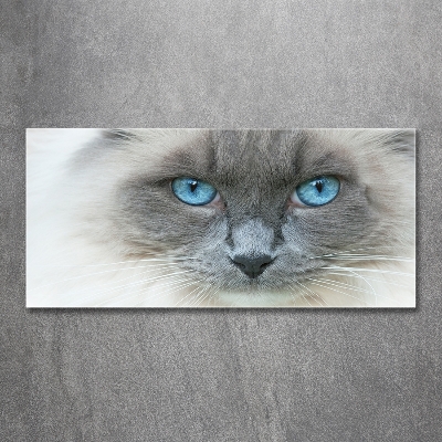Foto glasbild blauäugige Katze