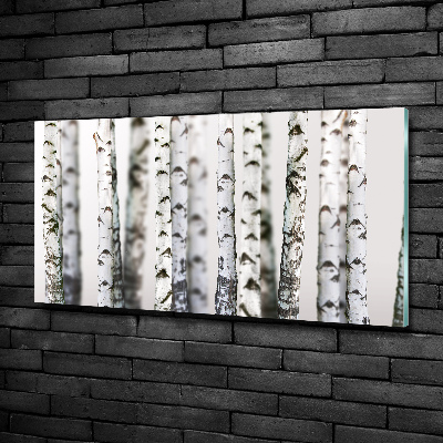 Foto glasbild Birkenstämme