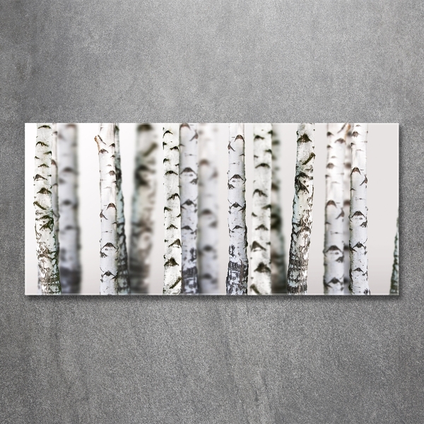 Foto glasbild Birkenstämme