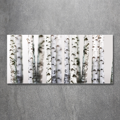 Foto glasbild Birkenstämme