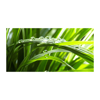 Bild auf glas Tropfen auf dem Gras