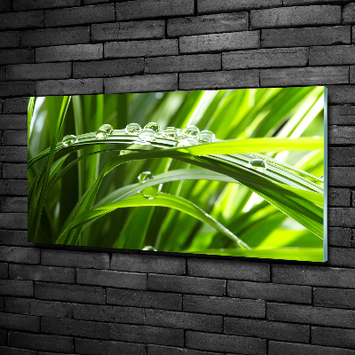 Bild auf glas Tropfen auf dem Gras