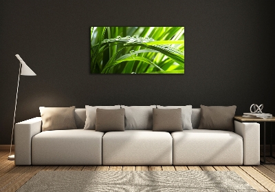 Bild auf glas Tropfen auf dem Gras