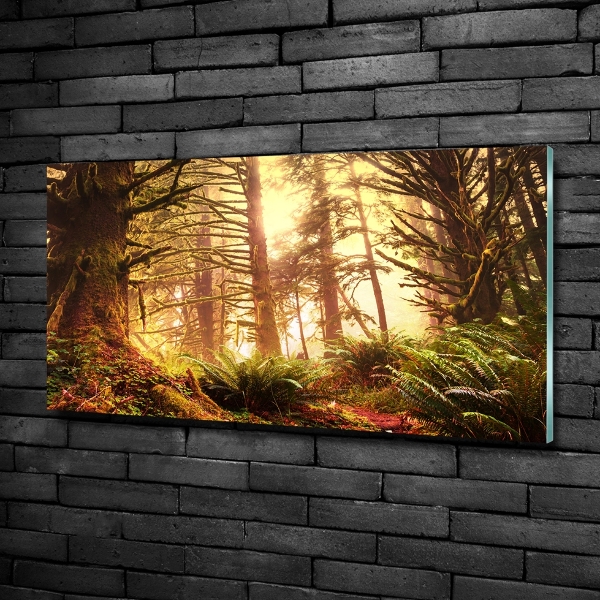 Foto glasbild Regenwald