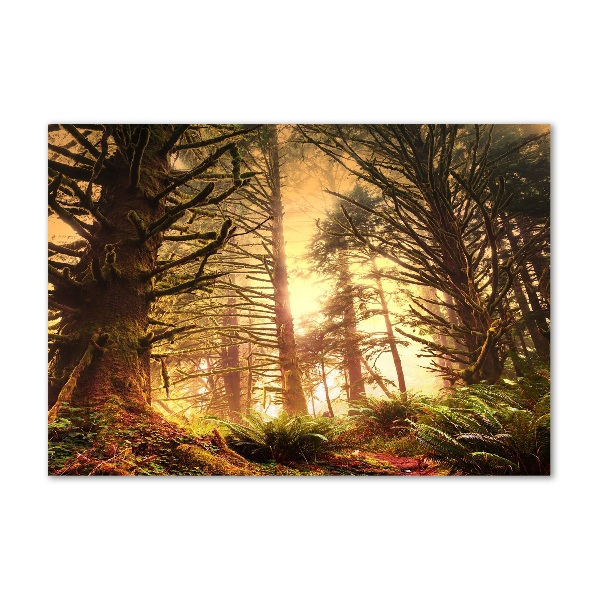 Foto glasbild Regenwald