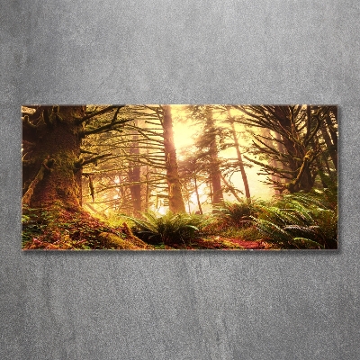 Foto glasbild Regenwald