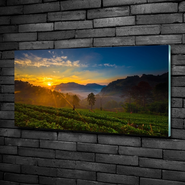 Bild auf glas Teeplantage