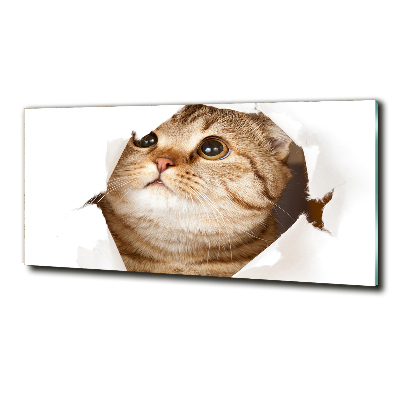 Bild auf glas Katze
