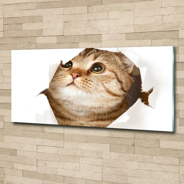 Bild auf glas Katze
