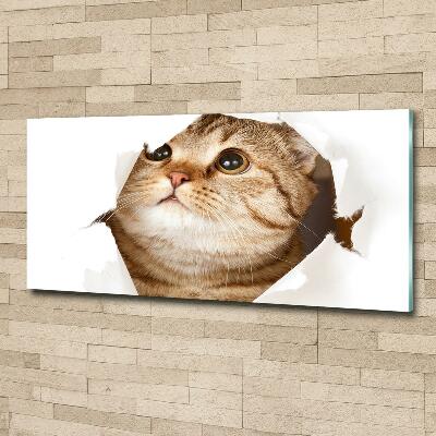 Bild auf glas Katze