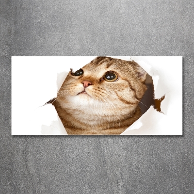 Bild auf glas Katze