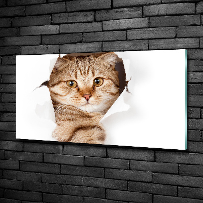 Glasbild Katze