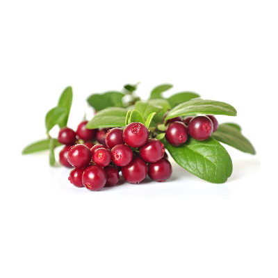 Foto glasbild Preiselbeere