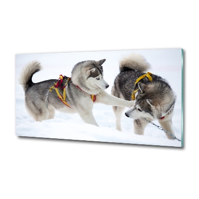 Foto glasbild Huskys im Winter