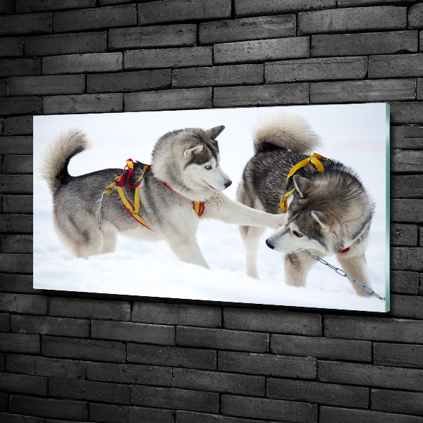 Foto glasbild Huskys im Winter