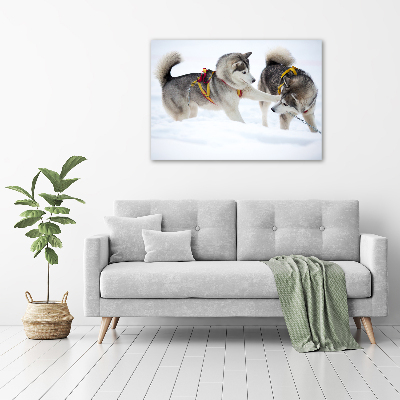 Foto glasbild Huskys im Winter
