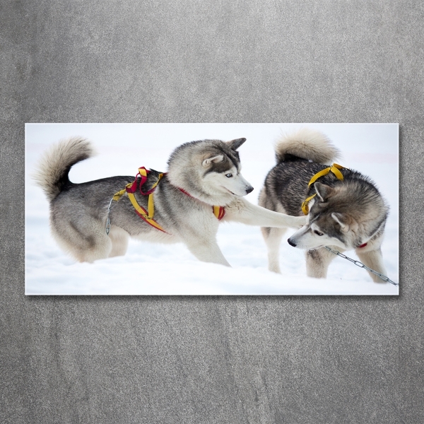 Foto glasbild Huskys im Winter