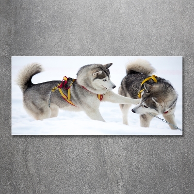 Foto glasbild Huskys im Winter
